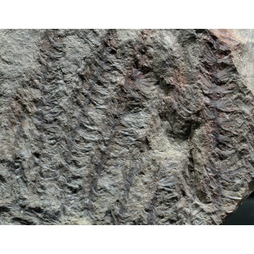 Fósil asterophyllites