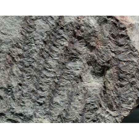 Asterophyllites equisetiforme