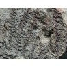 Asterophyllites equisetiforme