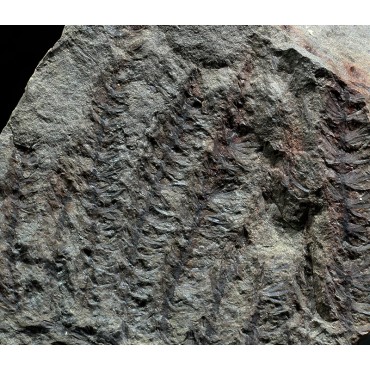 Asterophyllites equisetiforme