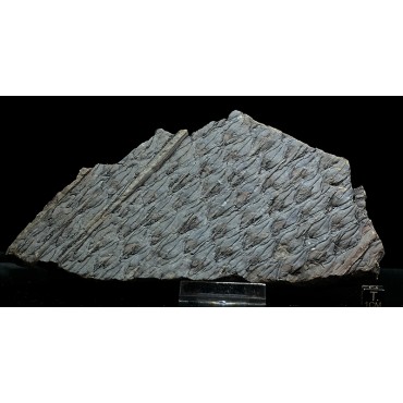 Lepidodendron + Asterophyllites equisetiforme