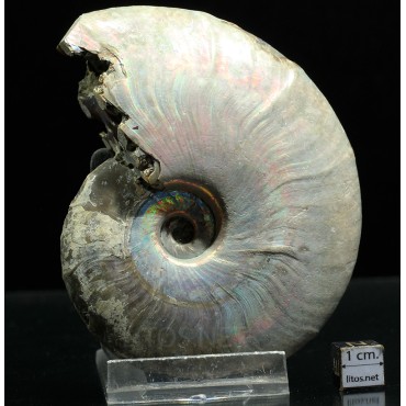 Ammonite cleoniceras