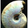 Ammonite cleoniceras