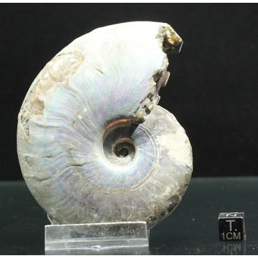 Ammonite cleoniceras