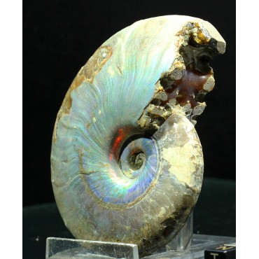 Ammonite cleoniceras