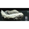 Trilobites Morocops ovatus