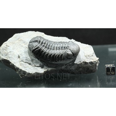 Trilobites Morocops ovatus