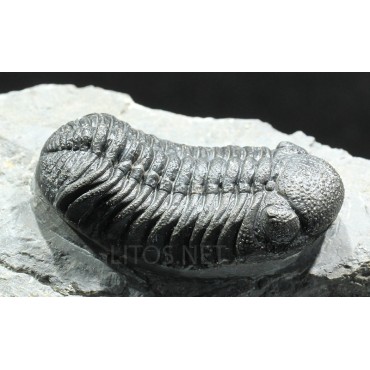 Trilobites Morocops ovatus