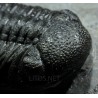 Trilobites Morocops ovatus