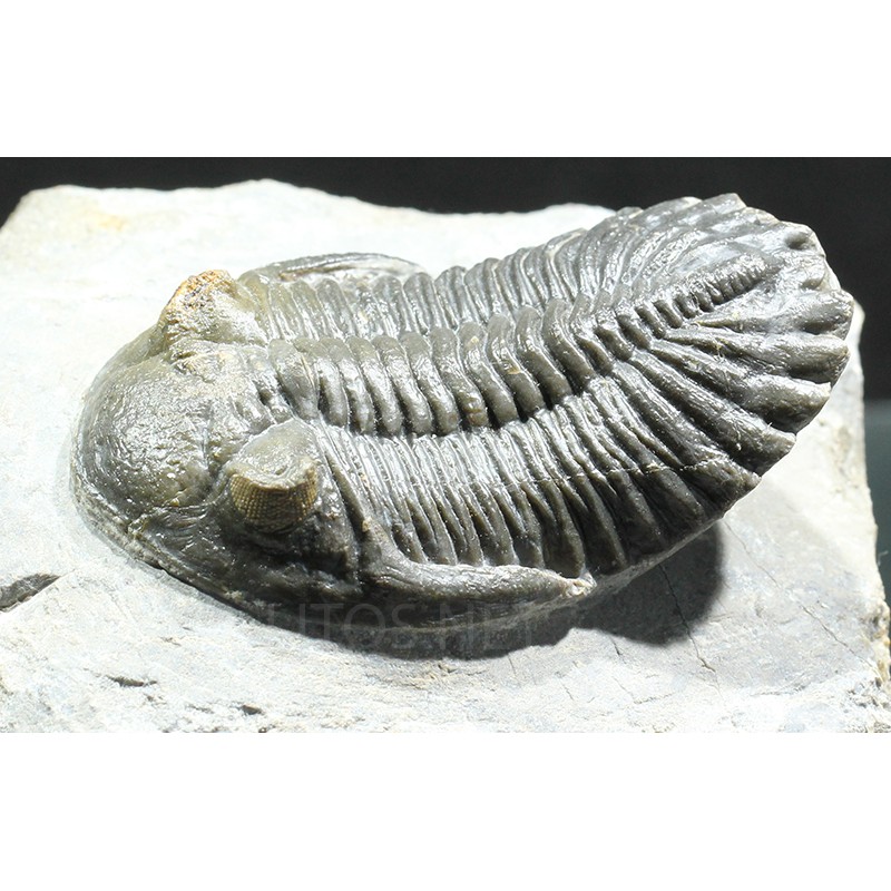 Hollardops mesocristatus