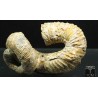 Ammonite Nostoceras malagasyense