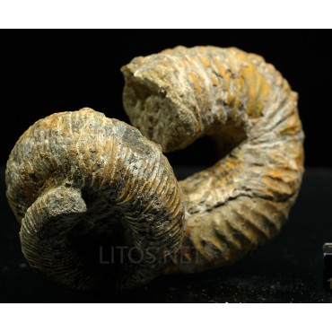 Ammonite Nostoceras...