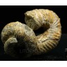 Ammonite Nostoceras malagasyense