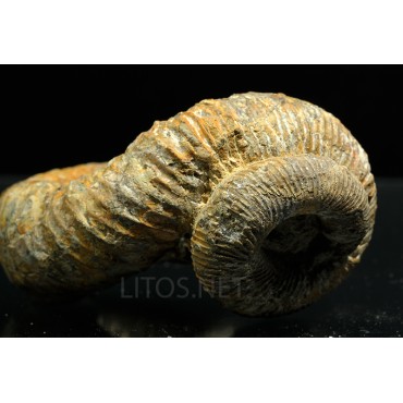 Ammonite Nostoceras malagasyense