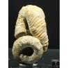 Ammonite Nostoceras malagasyense