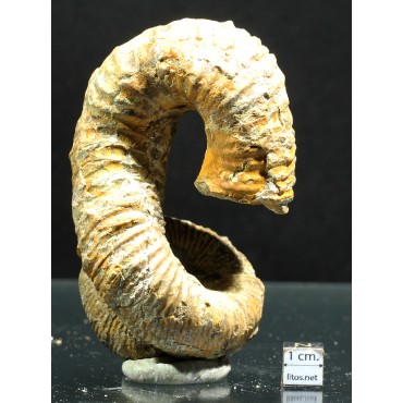 Ammonite Nostoceras malagasyense