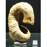 Ammonite Nostoceras malagasyense