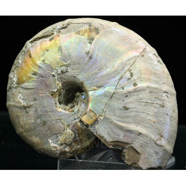 Ammonite pseudosonneratia p.p.