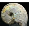 Ammonite pseudosonneratia p.p.