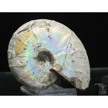 Ammonite pseudosonneratia p.p.