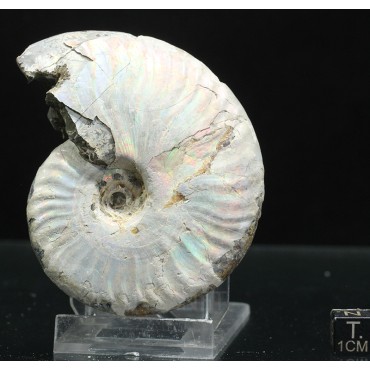 Ammonite pseudosonneratia p.p.