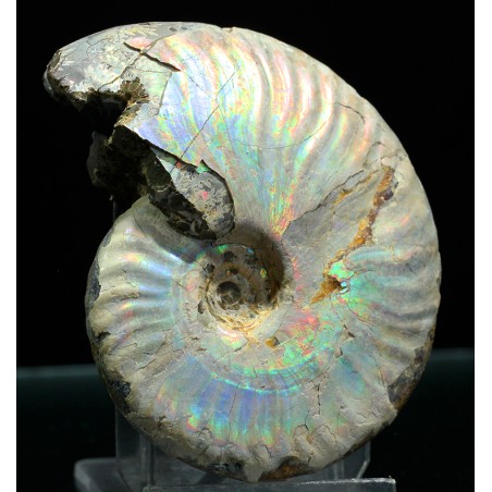 Ammonite pseudosonneratia p.p.