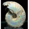 Ammonite pseudosonneratia p.p.