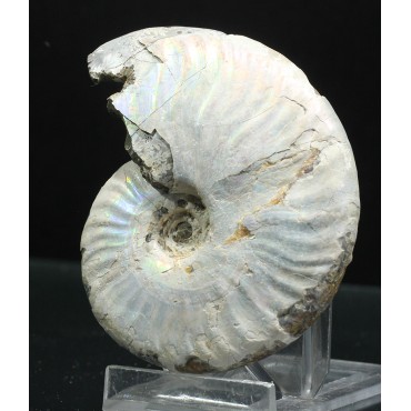 Ammonite pseudosonneratia p.p.