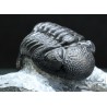 Trilobites Boeckops stelcki