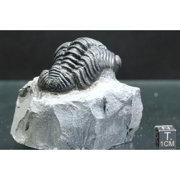 Trilobites Boeckops stelcki