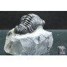 Trilobites Boeckops stelcki