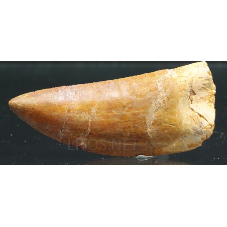 Carcharodontosarus saharicus