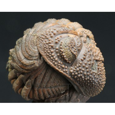 Trilobites Morocops spinifer