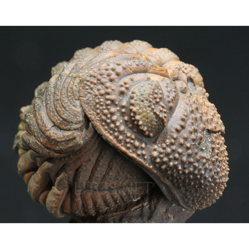 Trilobites Morocops spinifer