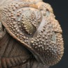 Trilobites Morocops spinifer