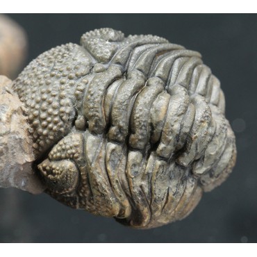 Trilobites Morocops spinifer