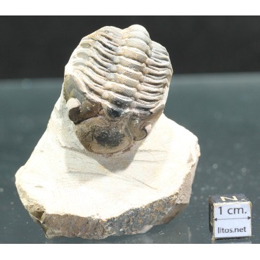 Trilobites reedops s.p.