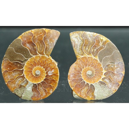 Ammonite cleoniceras