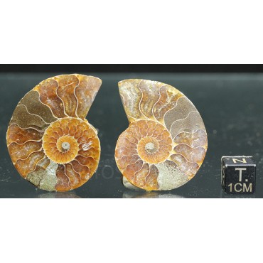 Ammonite cleoniceras