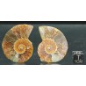 Ammonite cleoniceras