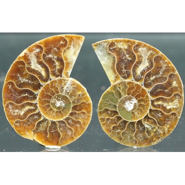 Ammonite cleoniceras