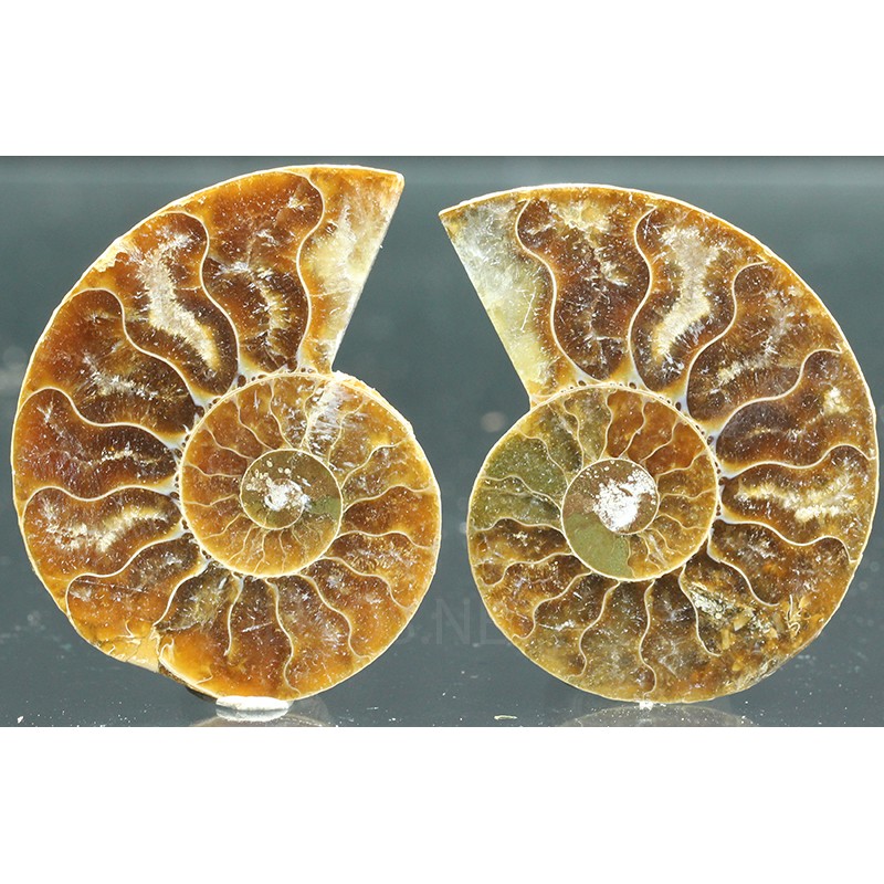 Ammonite cleoniceras