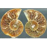 Ammonite cleoniceras