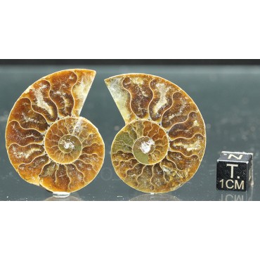 Ammonite cleoniceras