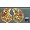 Ammonite cleoniceras