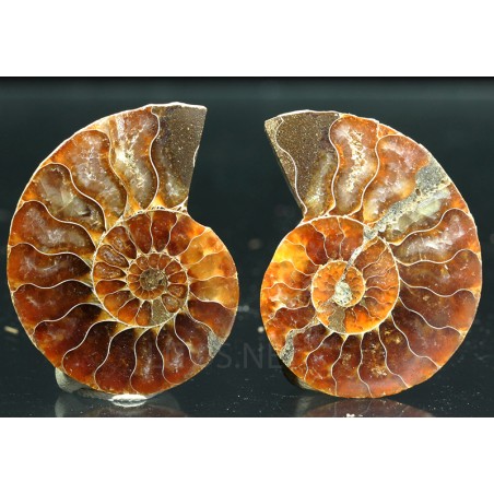 Ammonite cleoniceras