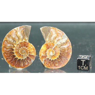 Ammonite cleoniceras