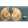 Ammonite cleoniceras