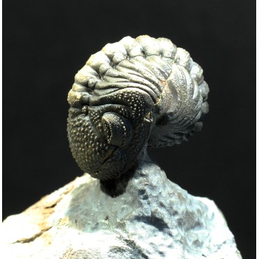 Trilobites Morocops spinifer