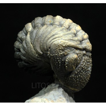 Trilobites Morocops spinifer